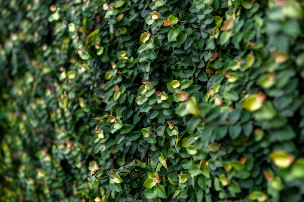 Floristic background. green leaves. — Stock Photo, Image