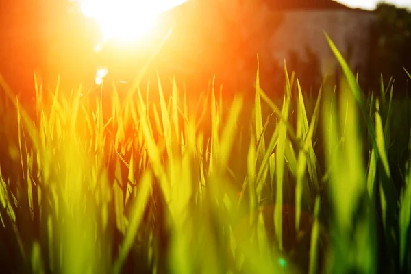 Rijst op veld. Groene bladeren achtergrond met zonsopgang — Stockfoto