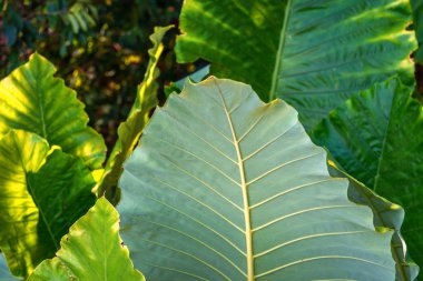 Tropikal yeşil terk bitki arka plan