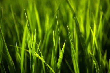 Pirinç tarlada. Yeşil yaprakları arka plan