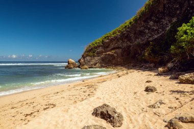 Sahilde güzel kuru ağaç.
