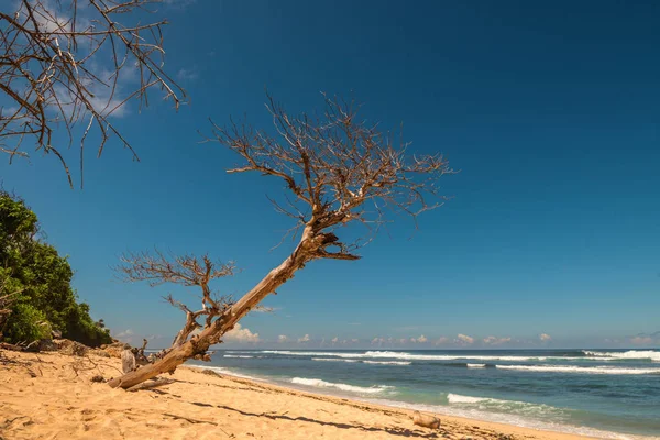 ビーチの美しい乾燥した木. — ストック写真