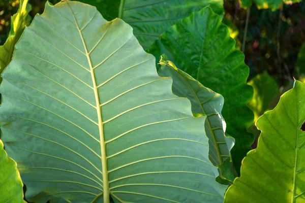 热带绿叶植物背景 — 图库照片