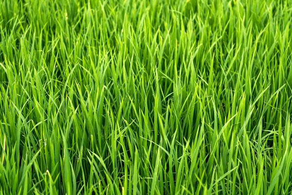 Rice on field. Green leaves. — Stock Photo, Image