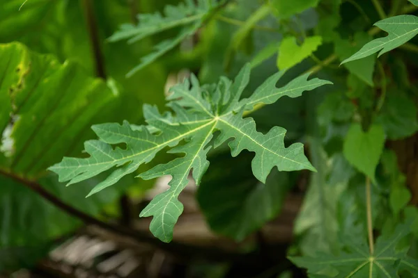 Green papaya leave in jungle — Stock Photo, Image