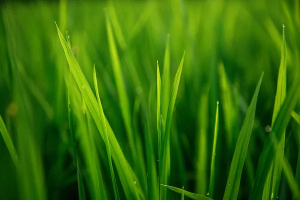 Rice on field. Green leaves background — Stock Photo, Image