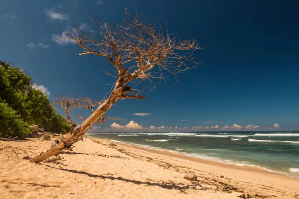 ビーチの美しい乾燥した木. — ストック写真