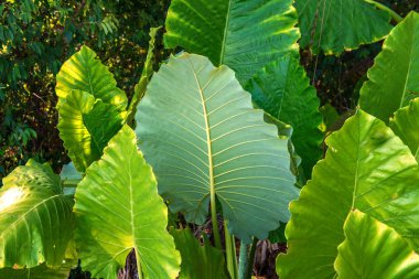 Tropikal yeşil terk bitki arka plan