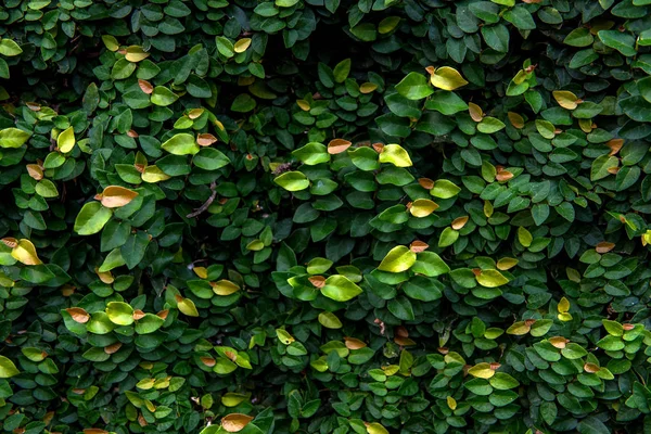 Fundo florístico. Folhas verdes na parede — Fotografia de Stock