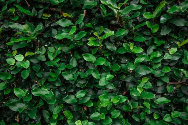 Fondo florístico. Hojas verdes en la pared . —  Fotos de Stock