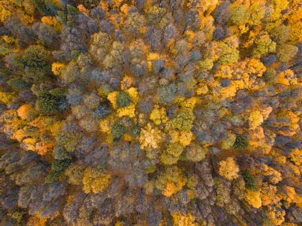 Sonbahar ormanı insansız hava aracı görüntüsü.