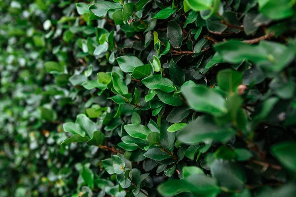 Floristischer Hintergrund. grüne Blätter an der Wand. — Stockfoto