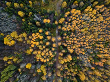 Sonbahar ormanı insansız hava aracı görüntüsü.