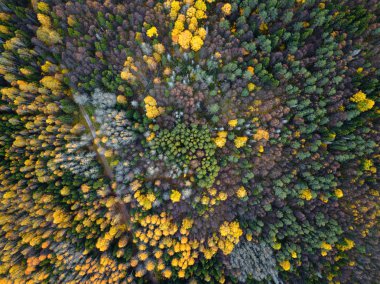 Sonbahar ormanı insansız hava aracı görüntüsü.