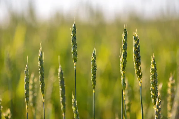 Buğday tarlası ve kırsal alan — Stok fotoğraf