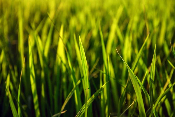 Rice on field. Green leaves background — Stock Photo, Image