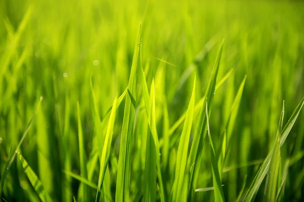 Arroz en el campo. Fondo de hojas verdes — Foto de Stock