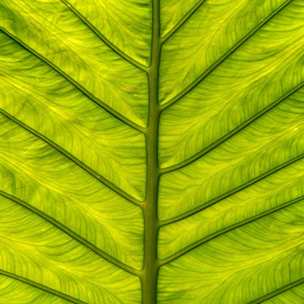 Tropical green leave plant background — Stock Photo, Image