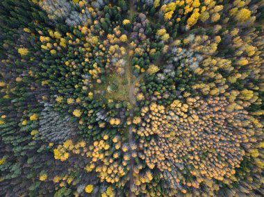 Sonbahar ormanı insansız hava aracı görüntüsü.