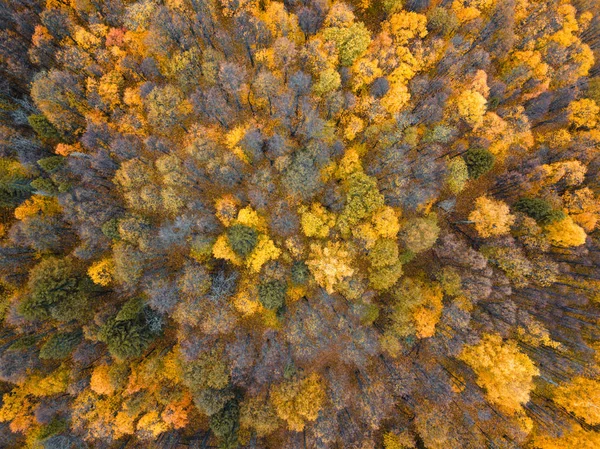 Vue aérienne de drone de forêt d'automne. — Photo