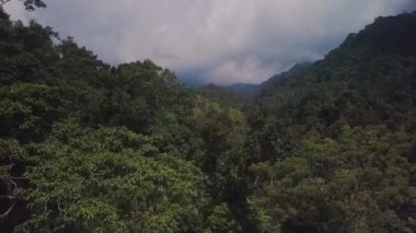Bali şelale yakınında Jungle, Endonezya.
