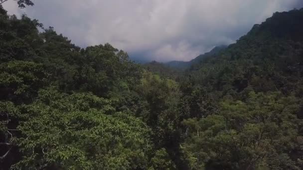 Джунгли Возле Водопада Бали Индонезия — стоковое видео