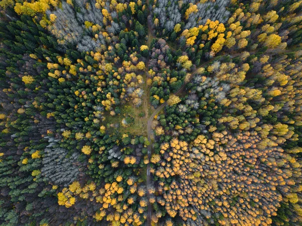 Autumn forest aerial drone view. — Stock Photo, Image