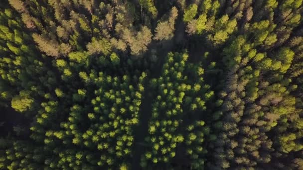 Flug Über Den Wald Bis Zum Horizont — Stockvideo