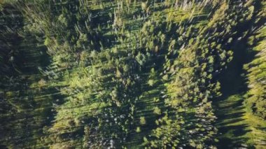 Derin yeşil ormanüzerinde Drone manzarası.