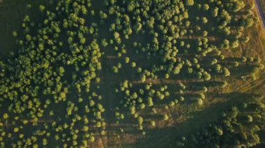 Ormanın üzerinden ufka doğru uçmak.