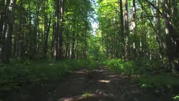 Floresta Primavera Árvores Verdes Dia Ensolarado — Vídeo de Stock