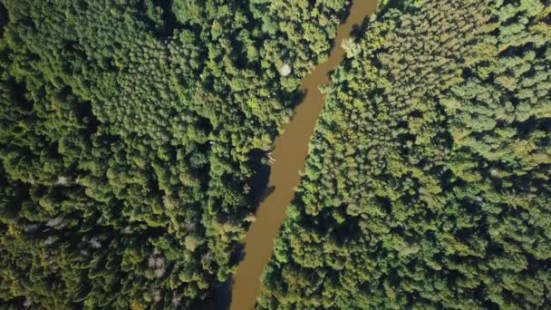 Volo Sul Drone Sopra Foresta Piccolo Fiume — Video Stock