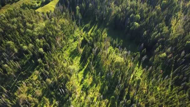 Vue sur drone sur forêt vert profond .