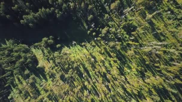Вид Дрон Над Глибоким Зеленим Лісом — стокове відео