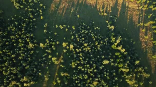 Drohnenblick Über Tiefgrüne Wälder Und Felder — Stockvideo