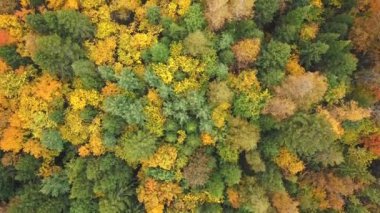 Sonbahar Ormanı'nın üstünde. Drone görünümü.