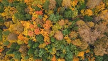 Sonbahar Ormanı'nın üstünde. Drone görünümü.