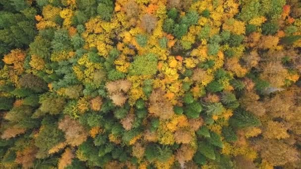 Sonbahar Ormanı Nın Üstünde Drone Görünümü — Stok video