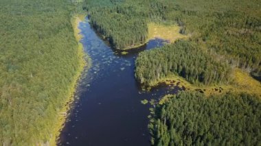 Orman gölü nün altında drone görünümü.