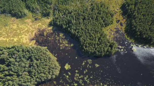 Vue Sur Drone Sous Lac Forestier — Video