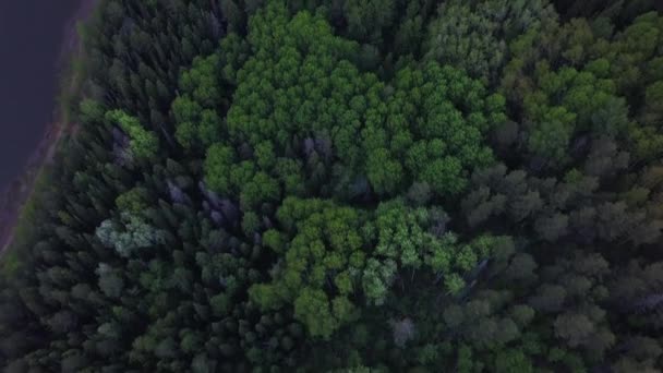 Вид Зверху Ліс Біля Річки — стокове відео