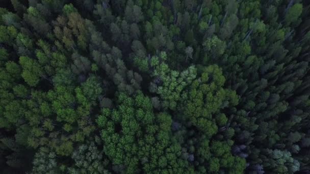 Blick Von Oben Wald Der Nähe Des Flusses — Stockvideo