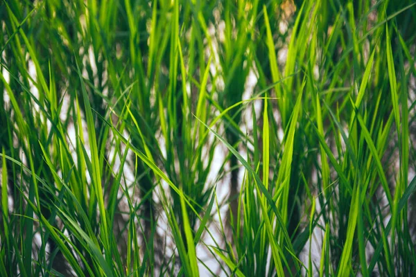 Riso sul campo. Foglie verdi sfondo — Foto Stock