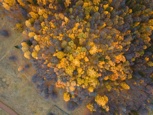 Höstskog antenn drönare vy. — Stockfoto