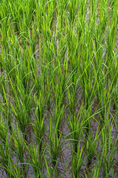Rýžový pole. Zelené listy. — Stock fotografie