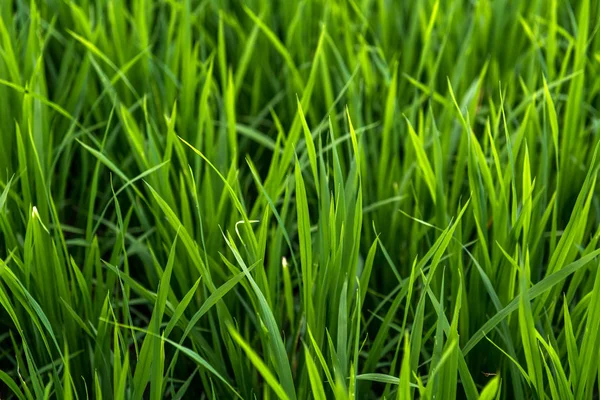 Arroz no campo. Folhas verdes . — Fotografia de Stock