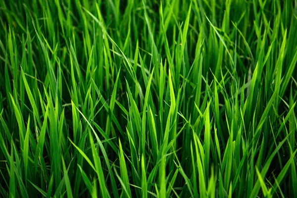 Rijst op veld. Groene bladeren achtergrond — Stockfoto