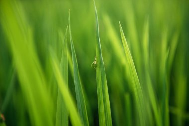 Tarlada örümcek ve pirinç. Yeşil yapraklar arkaplan