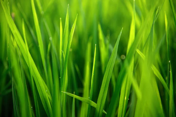 필드에 쌀. 녹색 나뭇잎 배경 — 스톡 사진