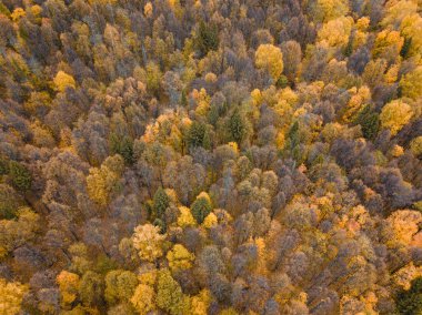 Sonbahar ormanı insansız hava aracı görüntüsü.